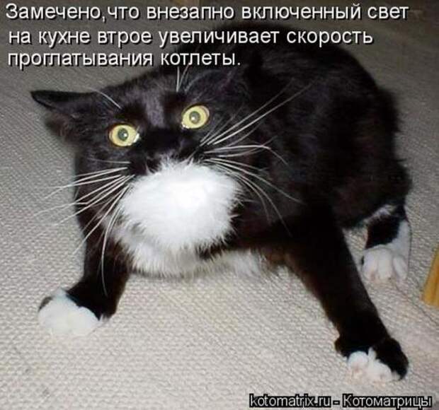 Котоматрицы (картинки с подписями)