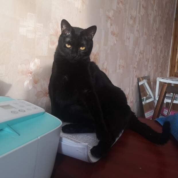 помощь кошкам черный кот