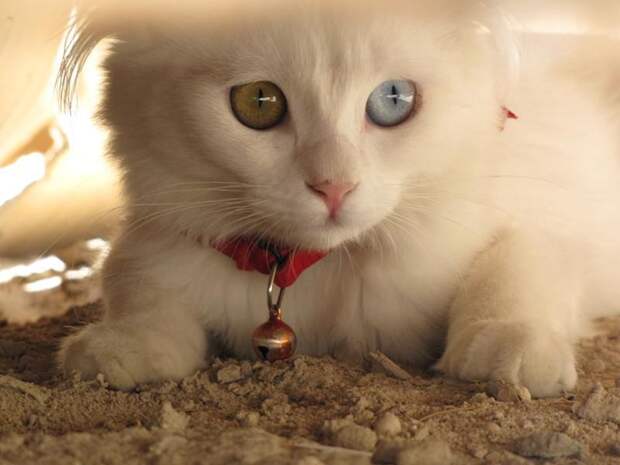 20 животных, у которых глаза разного цвета  глаза, животные