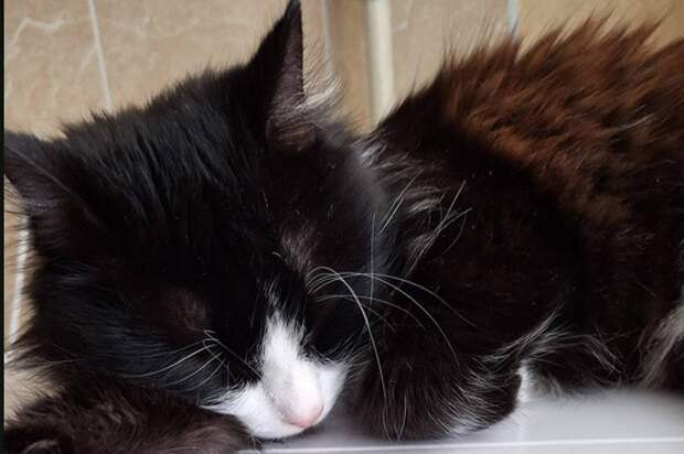 Тульские сотрудники МЧС спасли попавшего в беду кота