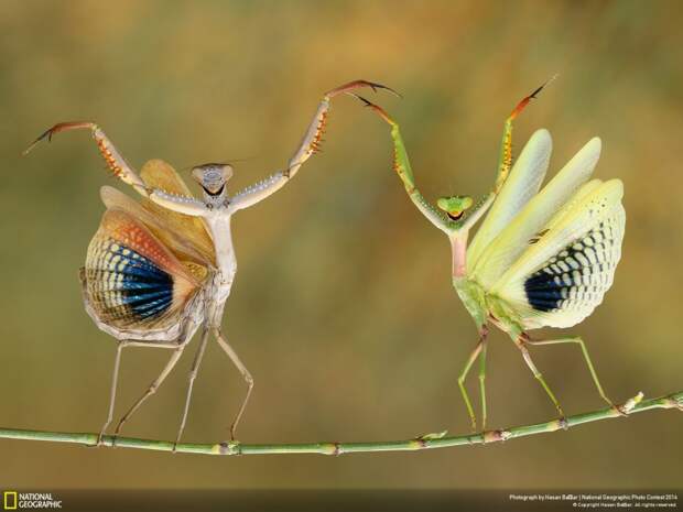 Лучшие фотографии National Geographic 2014 лучшие, природа, фото