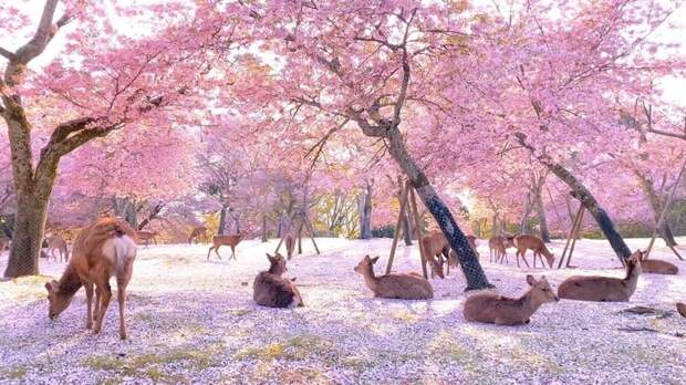 a49deee29146 (700x393, 281Kb)