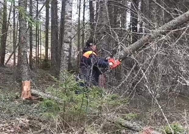 В Новгородской области борются с последствиями разгула стихии