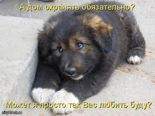 прикол, животные собаки