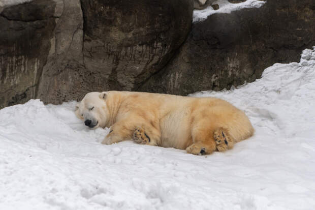 В Московском зоопарке умер спасённый в Красноярском крае белый медведь Диксон