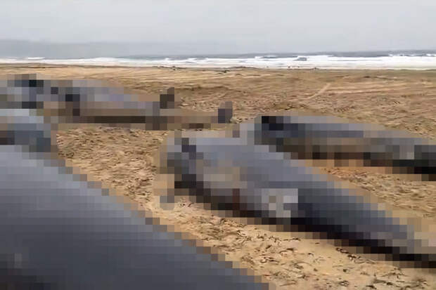 Independent: в Шотландии 55 китов выбросились на берег из-за родов самки