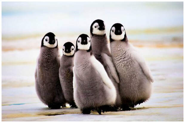 Привет! интересное, пингвины, факты, фауна