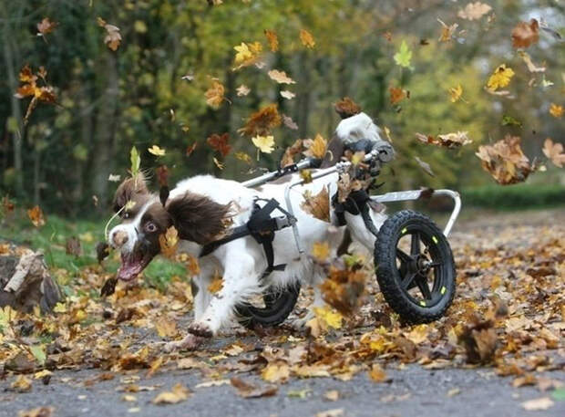 16 cамых забавных осенних фотографий собачек dogsnfall11 16 cамых забавных осенних фотографий собачек