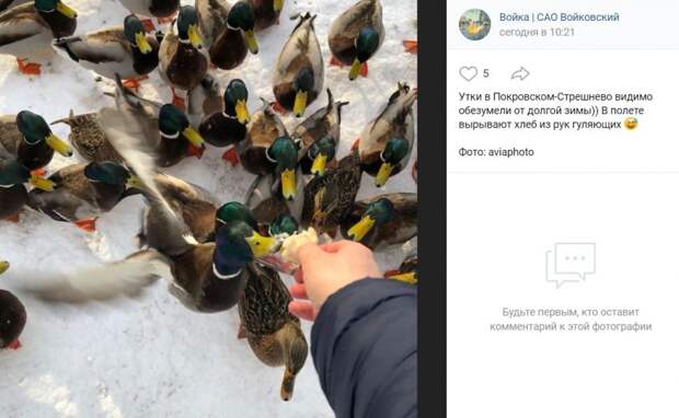 Фото дня: групповое нападение уток на прохожего с едой в парке «Покровское-Стрешнево»