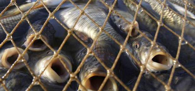 В Астраханской области уничтожат около 80 тонн рыбы рыбалка, Рыба, Пограничники, воспитание, здоровье, безопасность