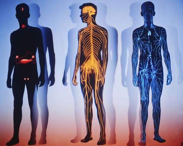 Десятка впечатляющих фактов о нашем теле