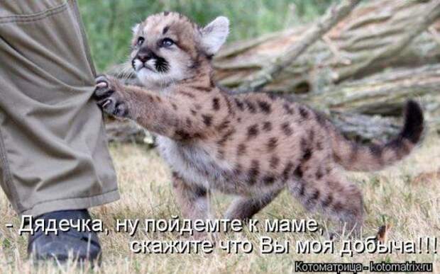 Котоматрицы (картинки с надписями)
