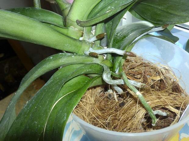 orhidei 5
