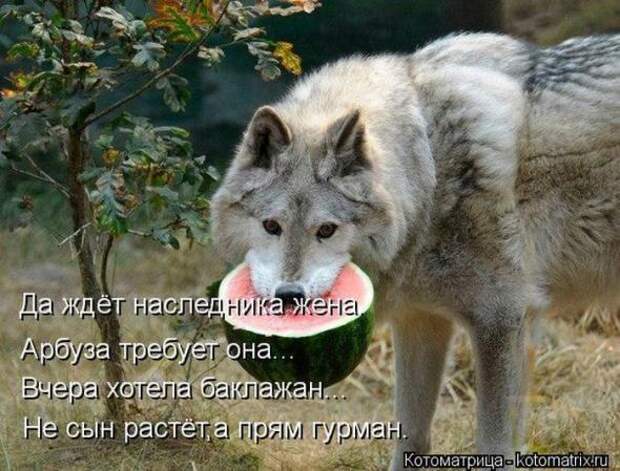 Котоматрицы(картинки с надписями)