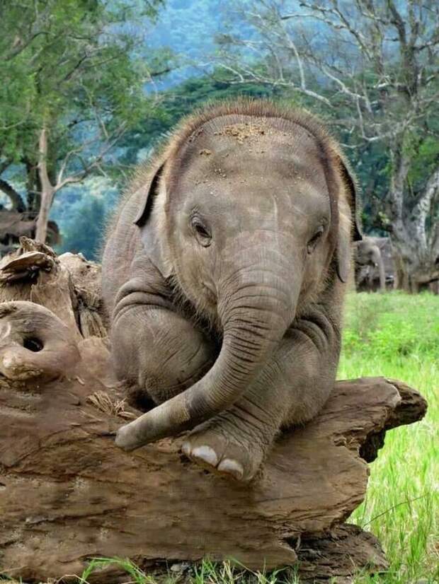 Вопреки распространённому мифу, слоны не боятся мышей интересное, слоны, факты