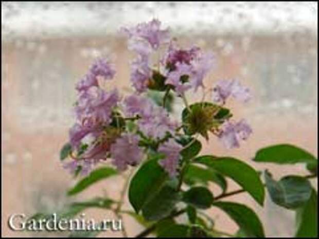 лагерстремия цветет
