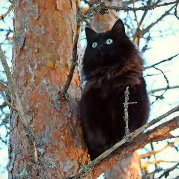 Кот - сова