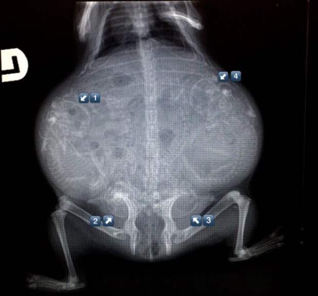 Кто в теремочке живет: рентгеновские снимки беременных животных