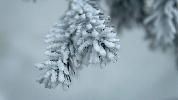 В России предложили поощрять сдающих новогодние ели для переработки