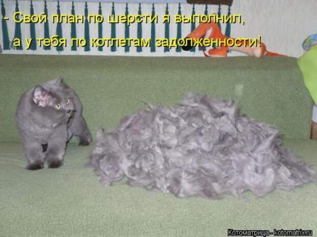 Котоматрицы(картинки с подписями)