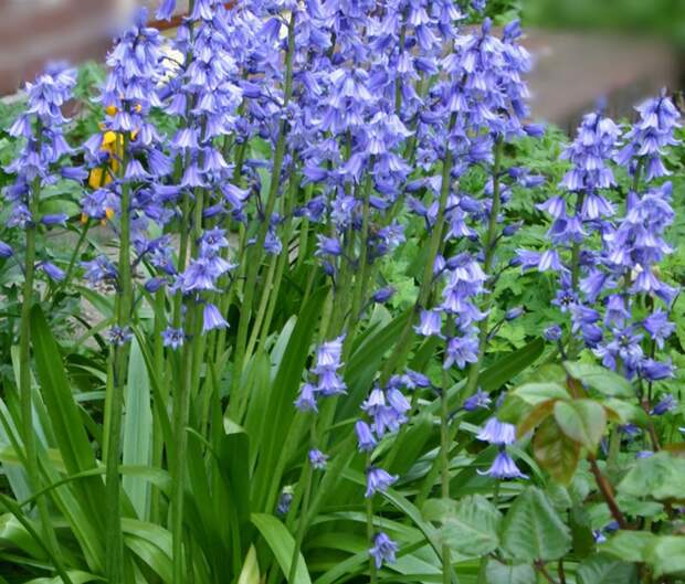 Гиацинтоидес 3