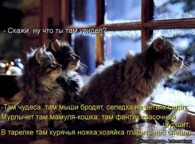 Котоматрицы (картинки с подписями)