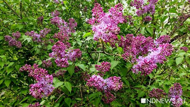 За сбор сирени в парках россиянам грозит штраф или арест на 15 суток