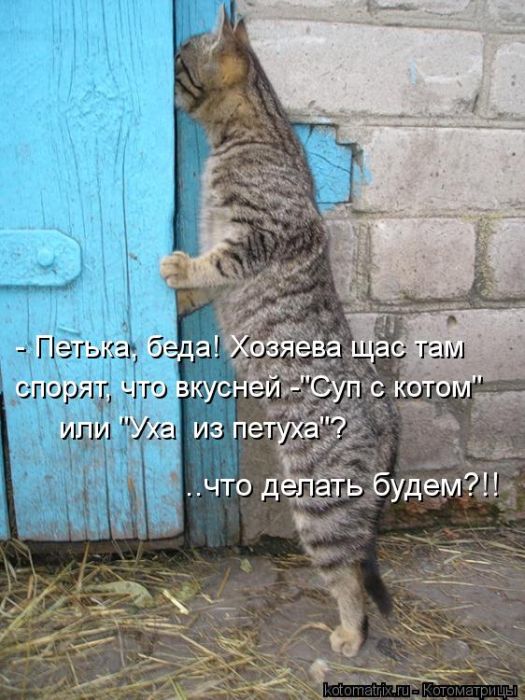Лучшие котоматрицы недели (50 фото) Лучшие котоматрицы недели (50 фото)