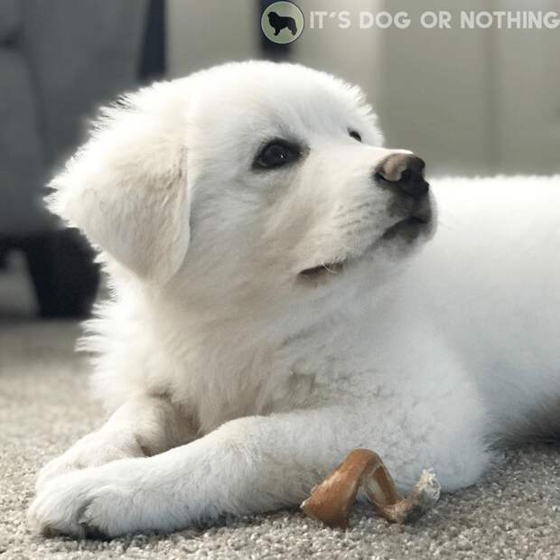 There are so many factors to consider when determining the cost of a Great Pyrenees. Let's break them down.