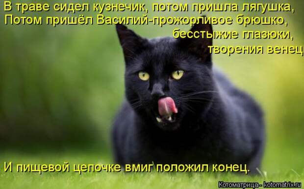 Лучшие котоматрицы недели (50 фото)