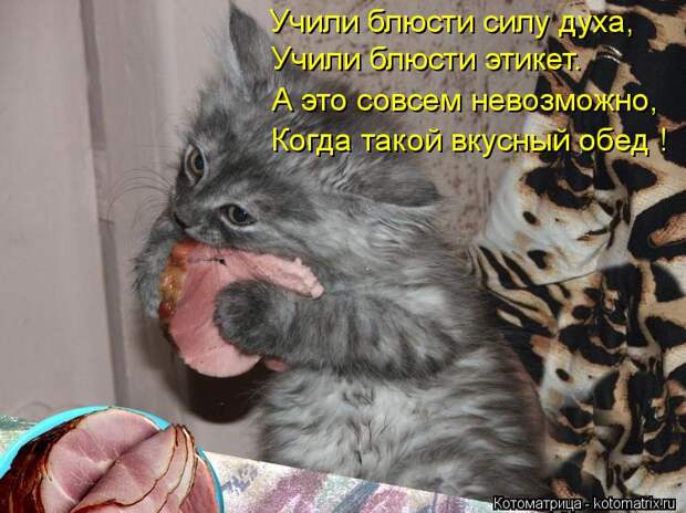 Котоматрица: Учили блюсти силу духа, Учили блюсти этикет. А это совсем невозможно, Когда такой вкусный обед !