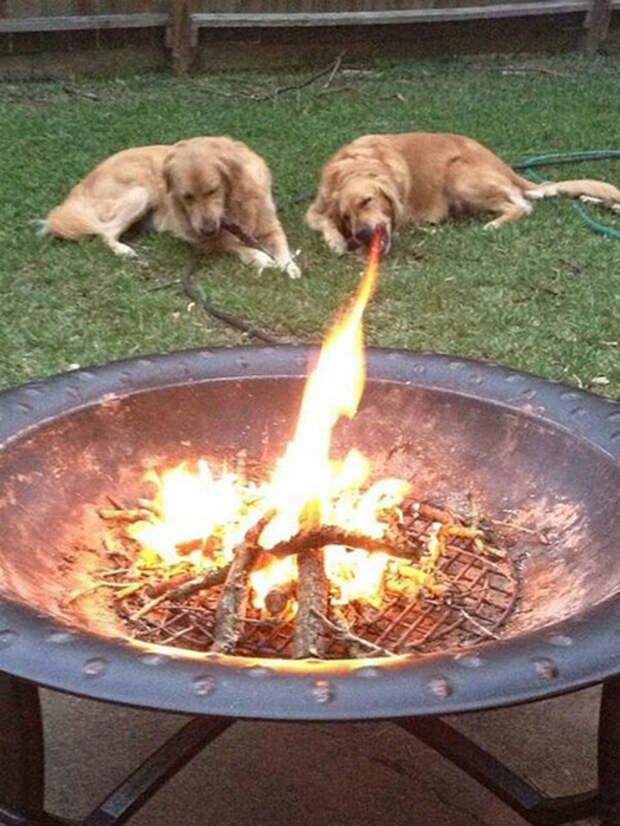 Огнедышащий пес. Огнедышащий пес.
