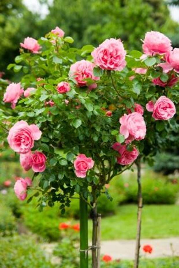 Шикарная цветущая штамбовая роза