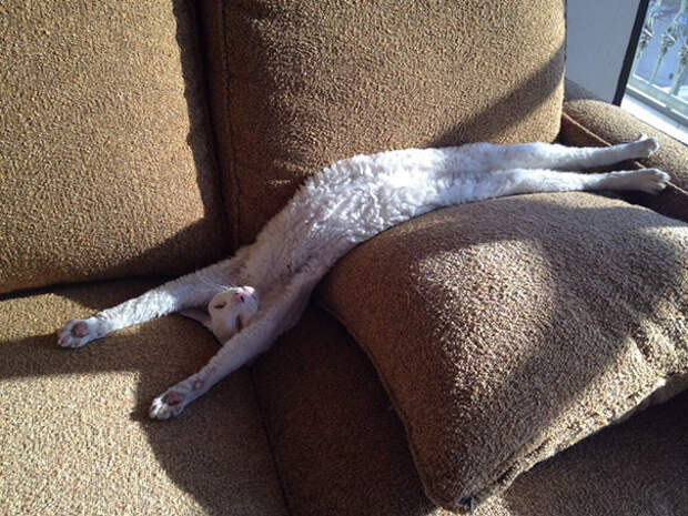 Кот, растекшийся по дивану животные, расслабленность, смешно, фото