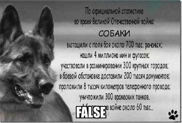 Боевые коты и кошки война, история, котики