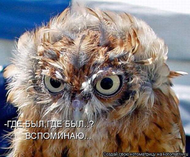 Юмор свежих котоматриц за 25.11.2011 (30 штук)