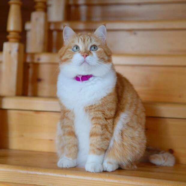 Рыжий котейка ищет приключения на свой хвостик в белом снегу instagram, кот, рыжий кот, снег