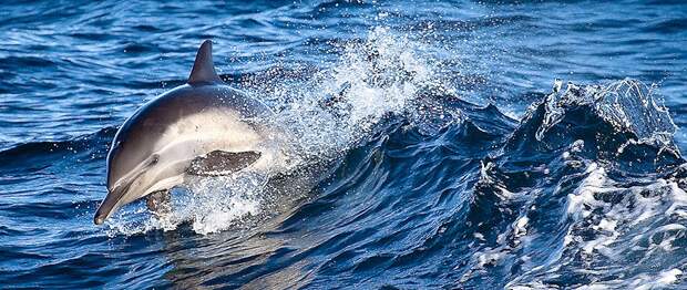 dolphins18 dolphins18 Самые удивительные факты о дельфинах