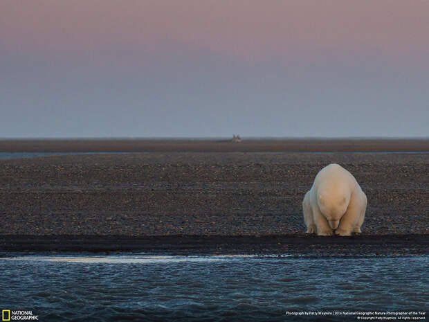 2016-national-geographic-nature-photographer-of-the-year-winners-19-584fb7aaaa058__880