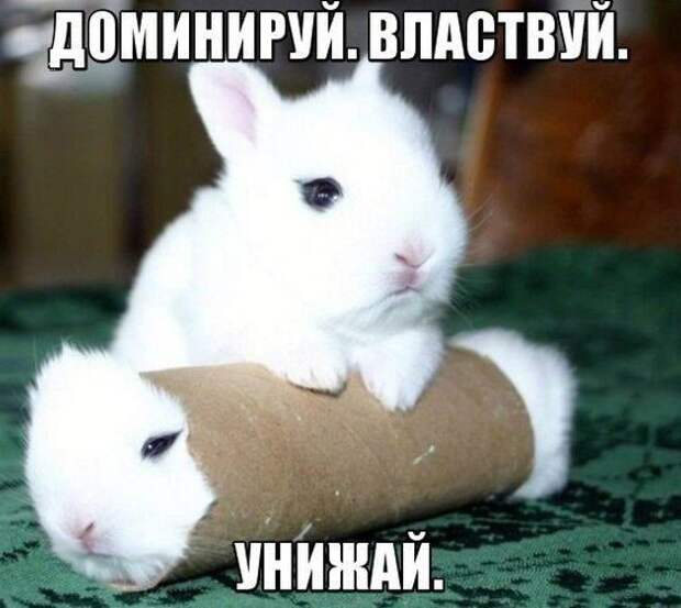 Картинки со смешными подписями