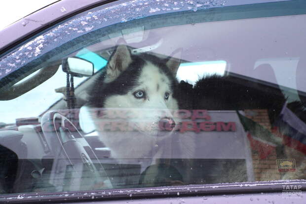 Власти Татарстана напомнили о необходимости регистрации домашних собак