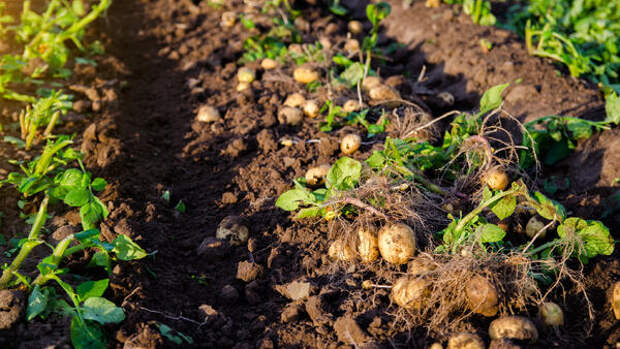 По 12 клубней вместо 5: как собрать богатый урожай картошки по методу латышского фермера