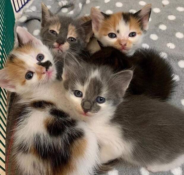 Пять котят 