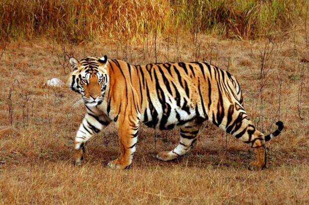 Малайский тигр: описание, фото