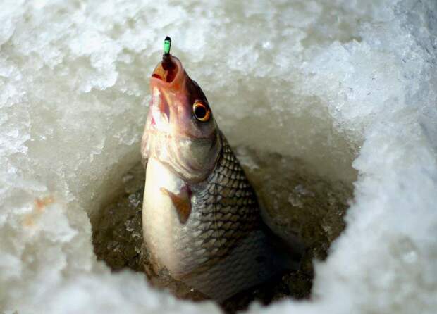 Особенности рыбалки на безмотылку в зимнее время