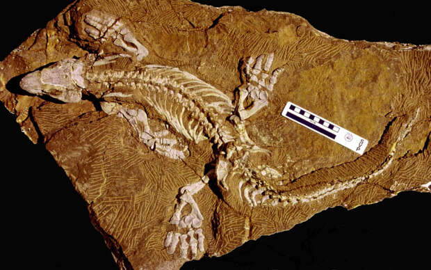 a fossil of Orobates pabsti