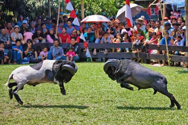 MI_zojX5Wvw (700x466, 325Kb)