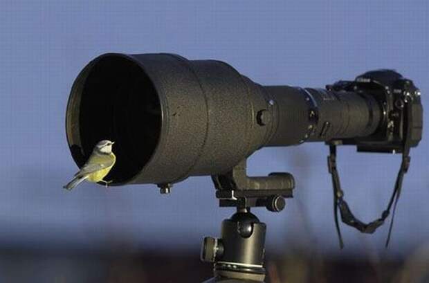 Animals and Camera inspiration photos