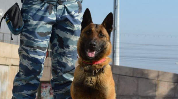 Полицейский пес помог поймать похитителей алкоголя