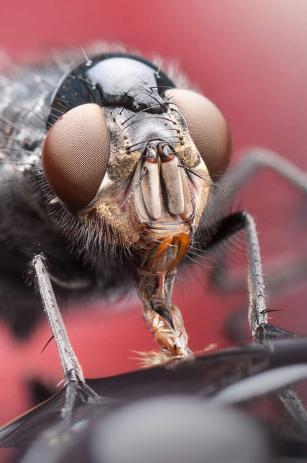 Incredible Macro Photos of Insects with Drops of Water On Their Heads waterdropinsects 5